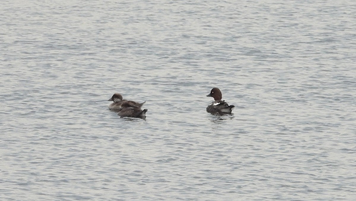 Common Goldeneye - Germain Savard