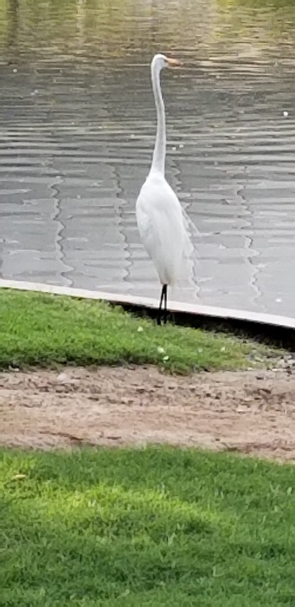 Great Egret - ML245370701