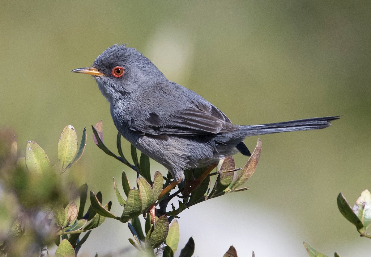 Balearic Warbler - Ed Stubbs