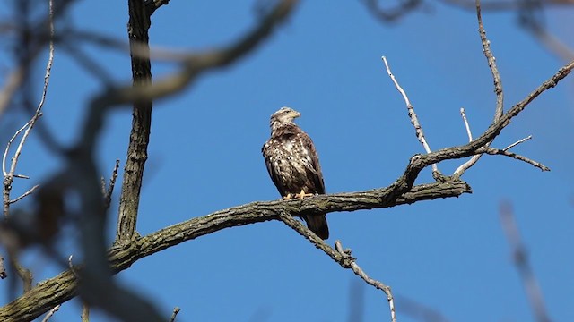 Bald Eagle - ML245372721