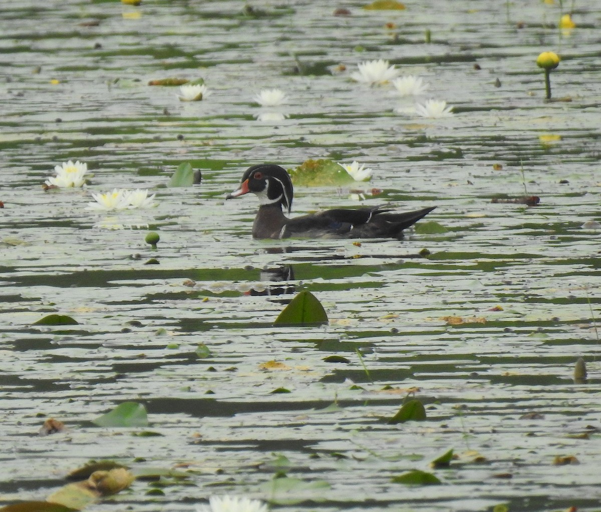 Wood Duck - ML245372931