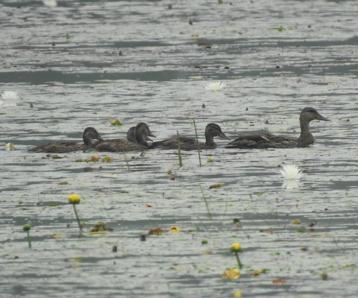 Canard colvert - ML245372941