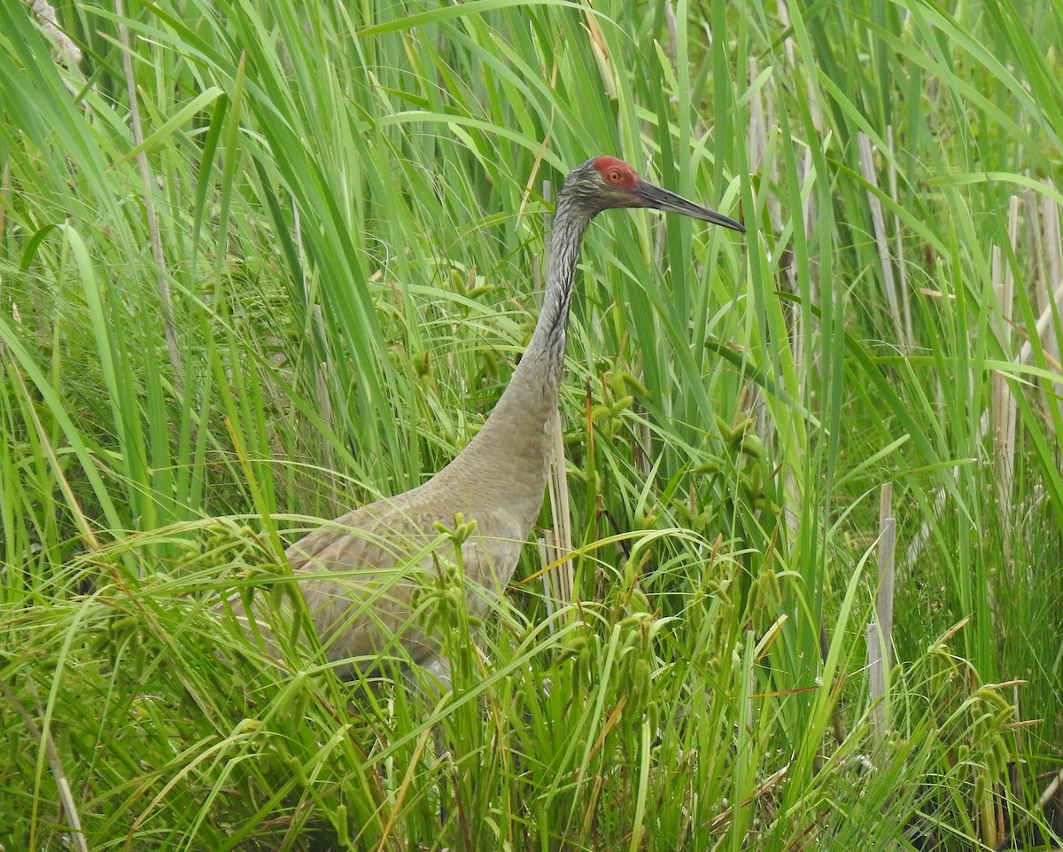 Sandhill Crane - ML245372961