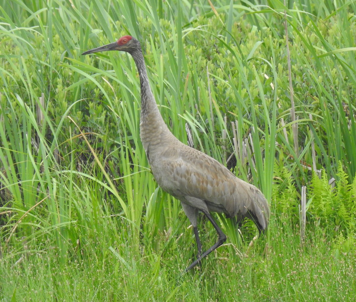 Sandhill Crane - ML245372971