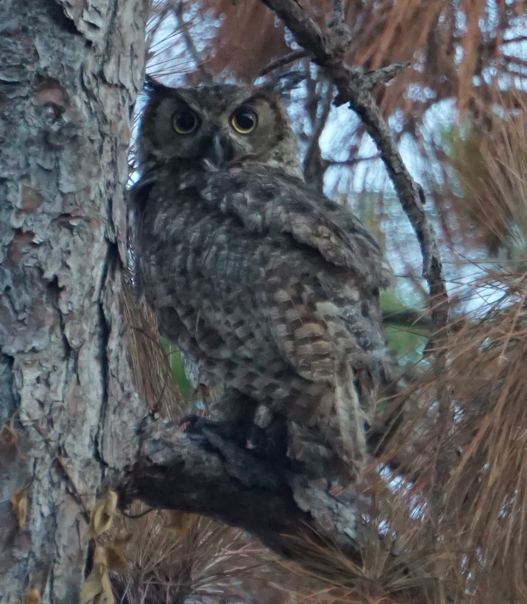 Great Horned Owl - ML245373591