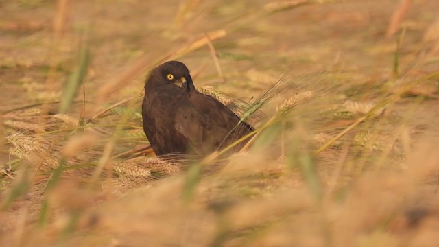 Montagu's Harrier - ML245375371