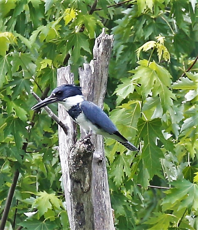 Belted Kingfisher - ML245375501