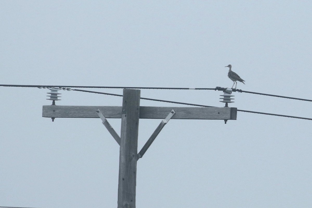 Upland Sandpiper - Robert Dixon