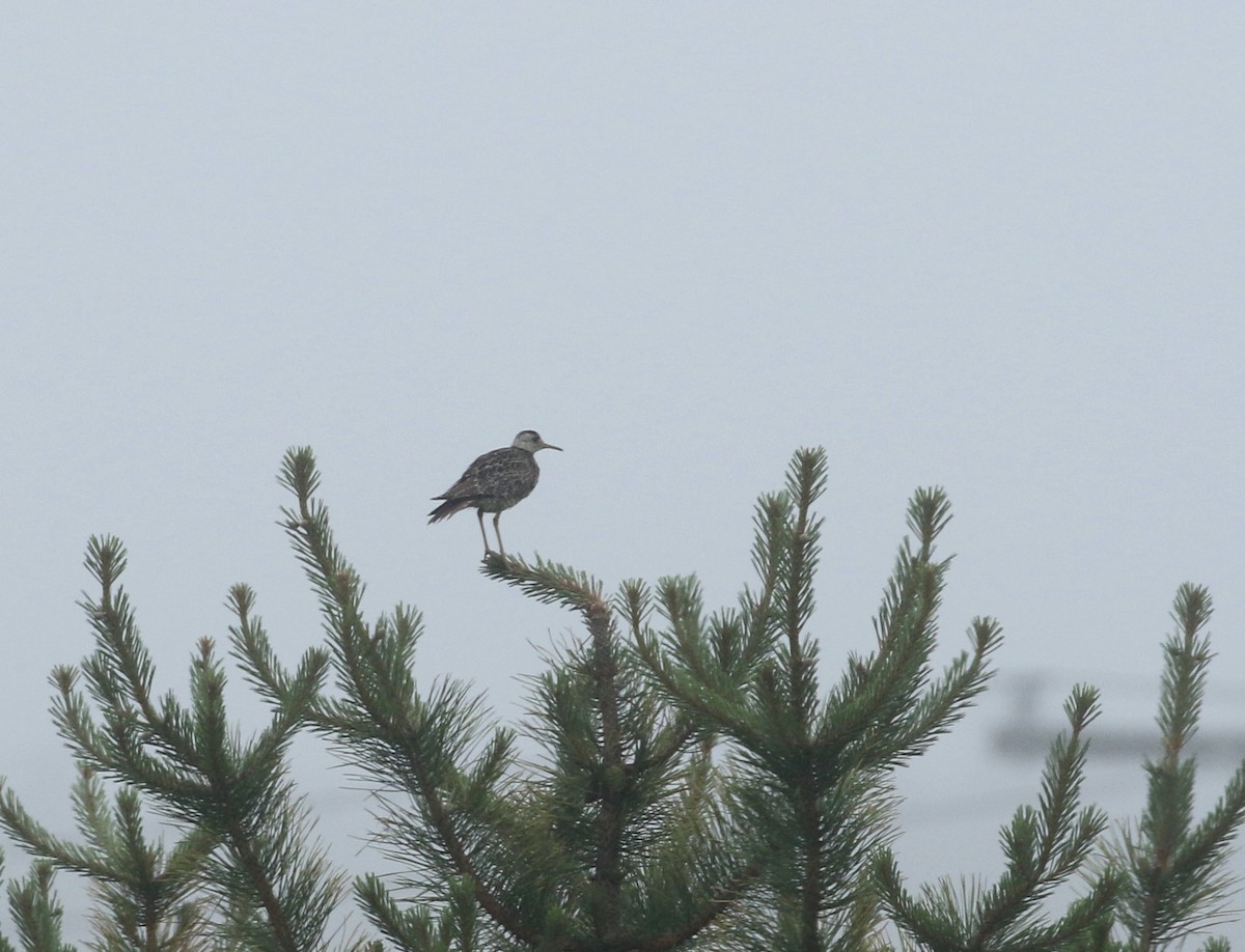 Upland Sandpiper - Robert Dixon