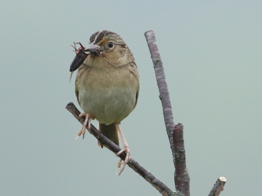 Grasshopper Sparrow - Robert Dixon