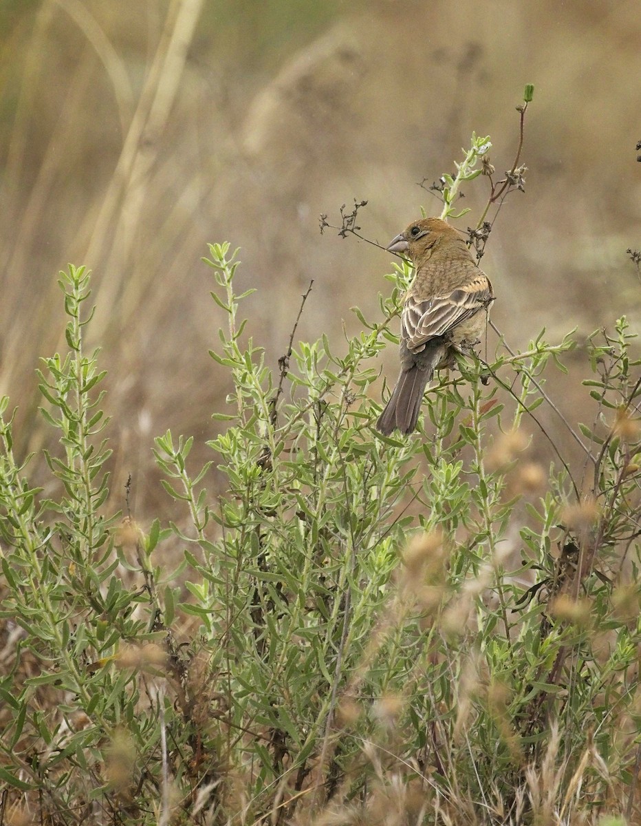 Blue Grosbeak - ML245379341