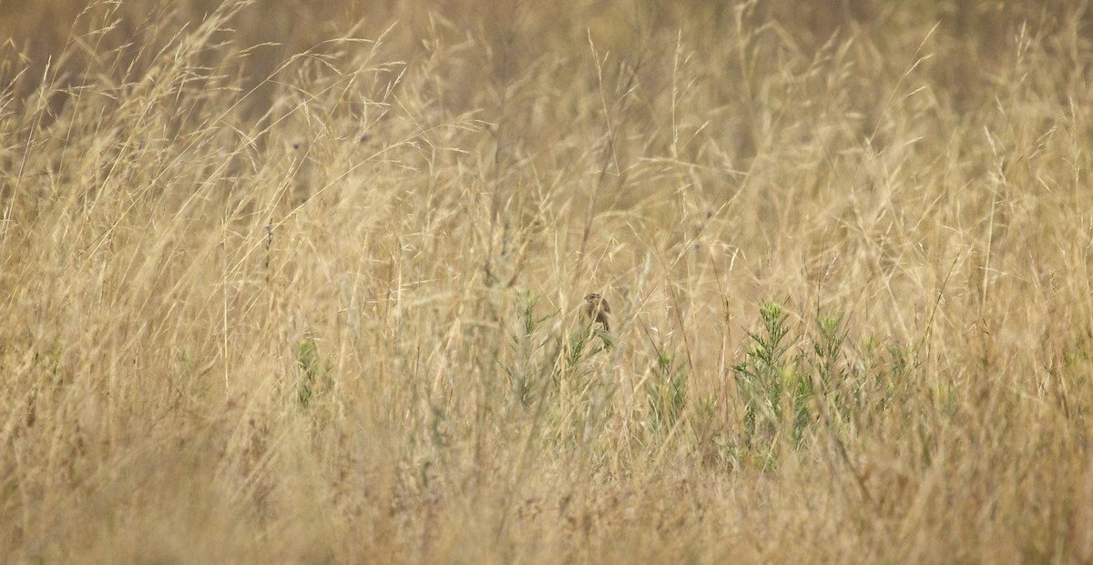 Grasshopper Sparrow - ML245379491