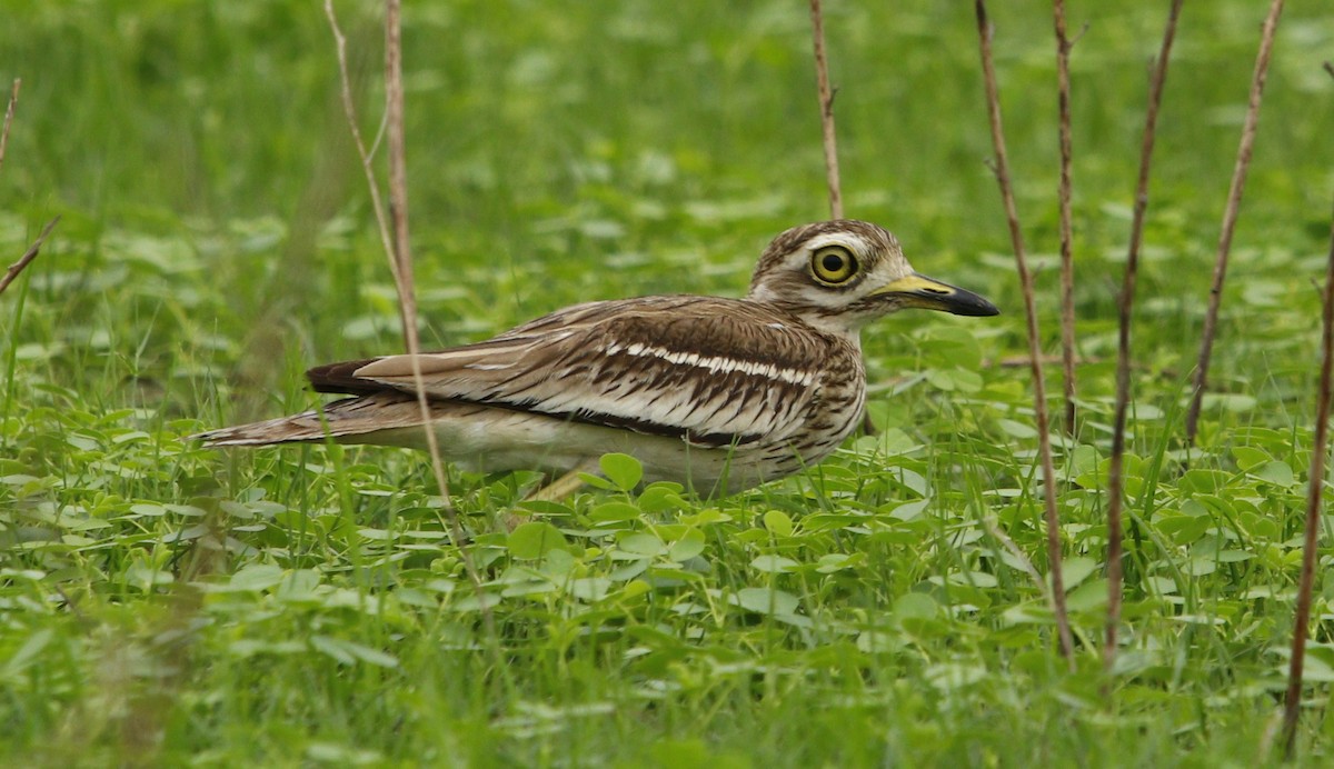 bengaltriel - ML245380931