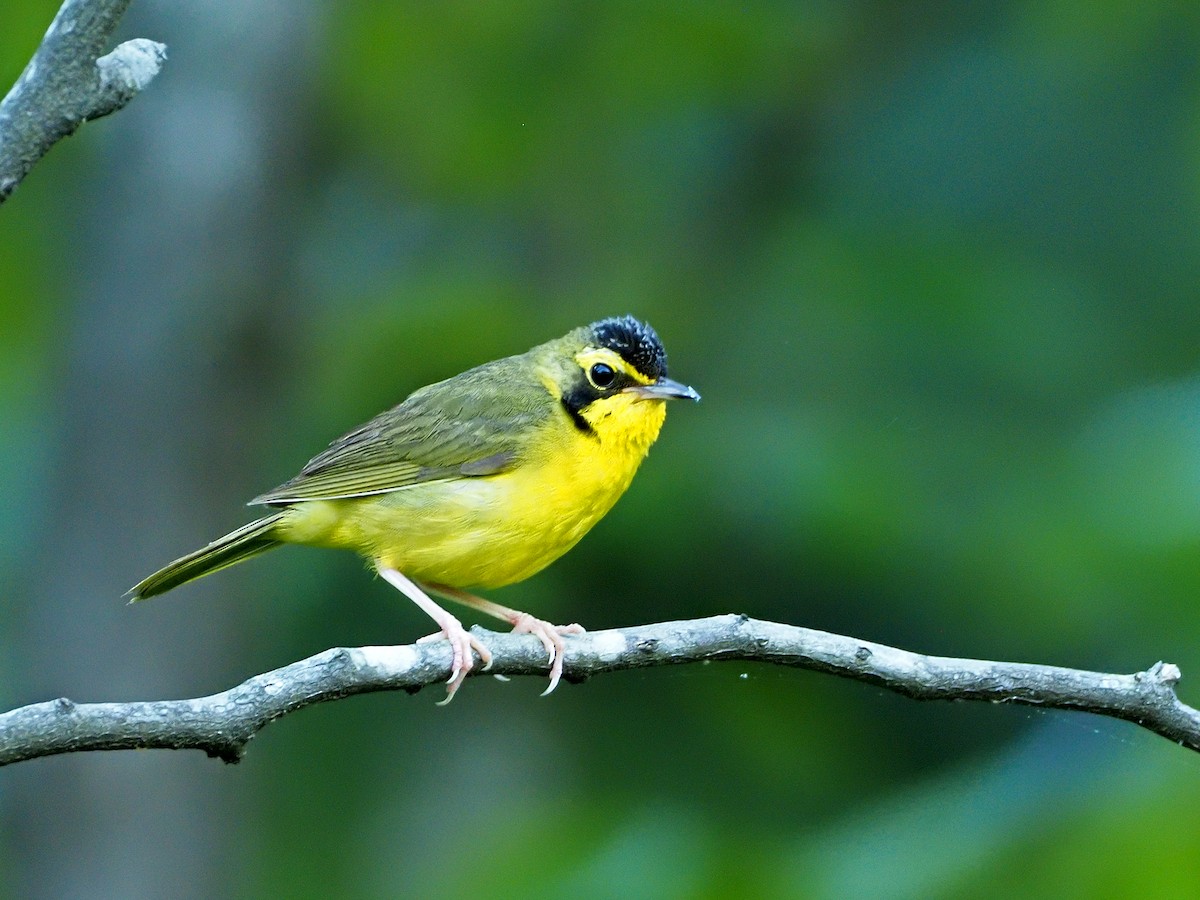 Kentucky Warbler - Gary Mueller