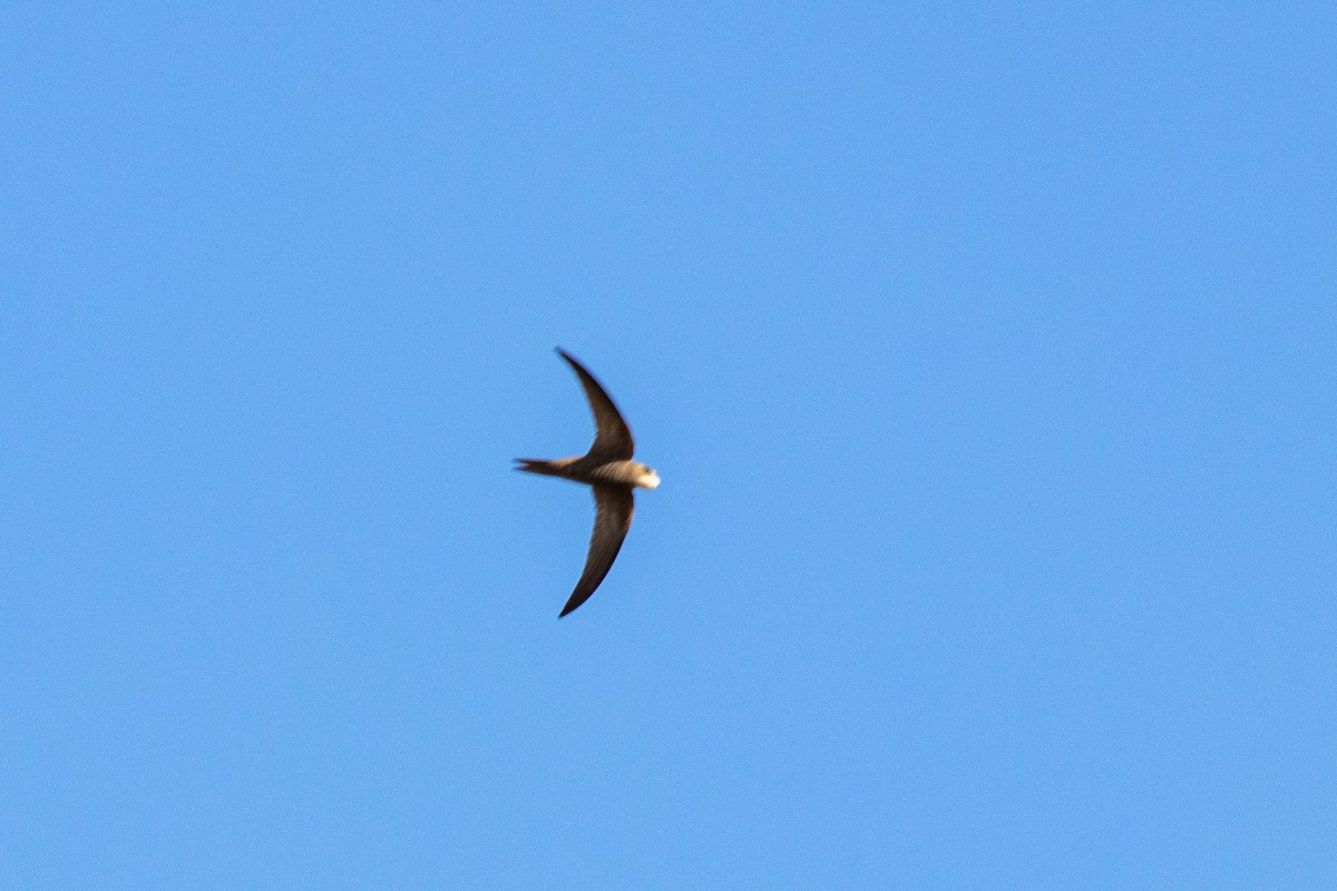 Pallid Swift - André  Zambolli