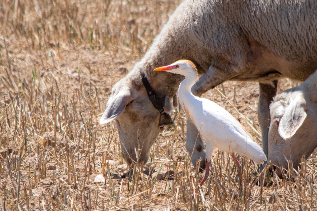 Western Cattle Egret - ML245383271