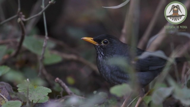 Andean Slaty Thrush - ML245383301