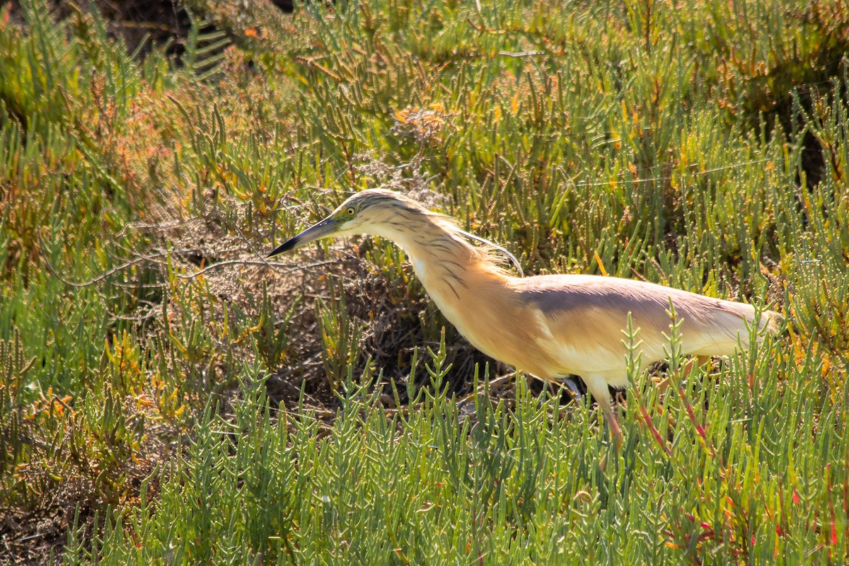 Squacco Heron - ML245383771