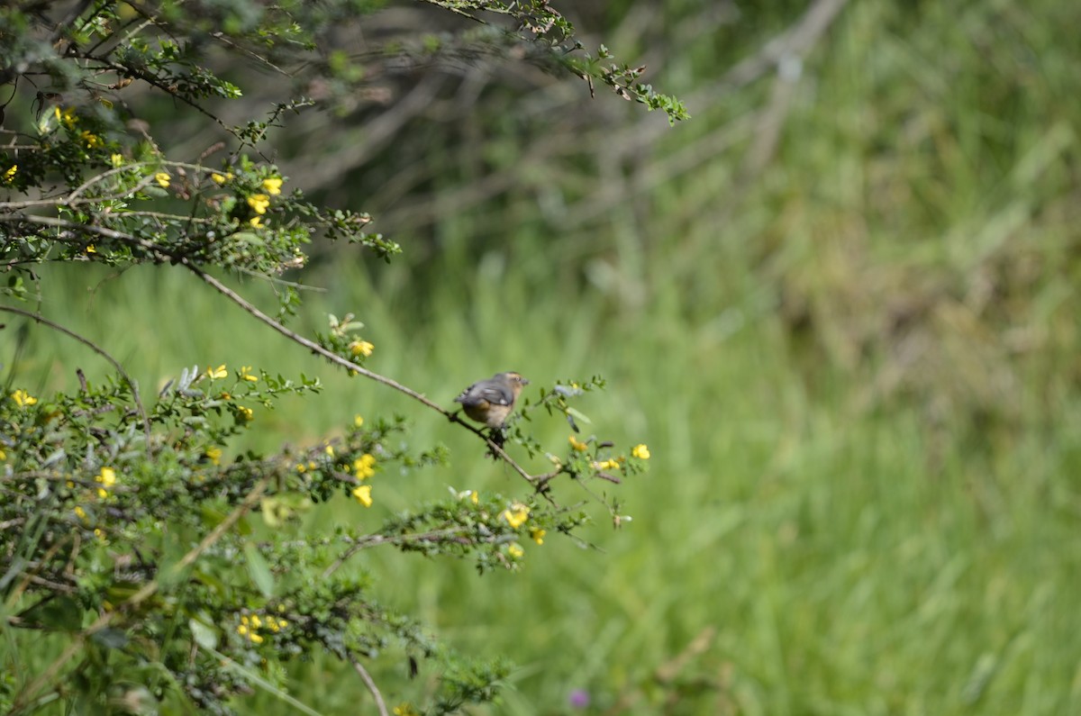 Cinereous Conebill - ML245386131