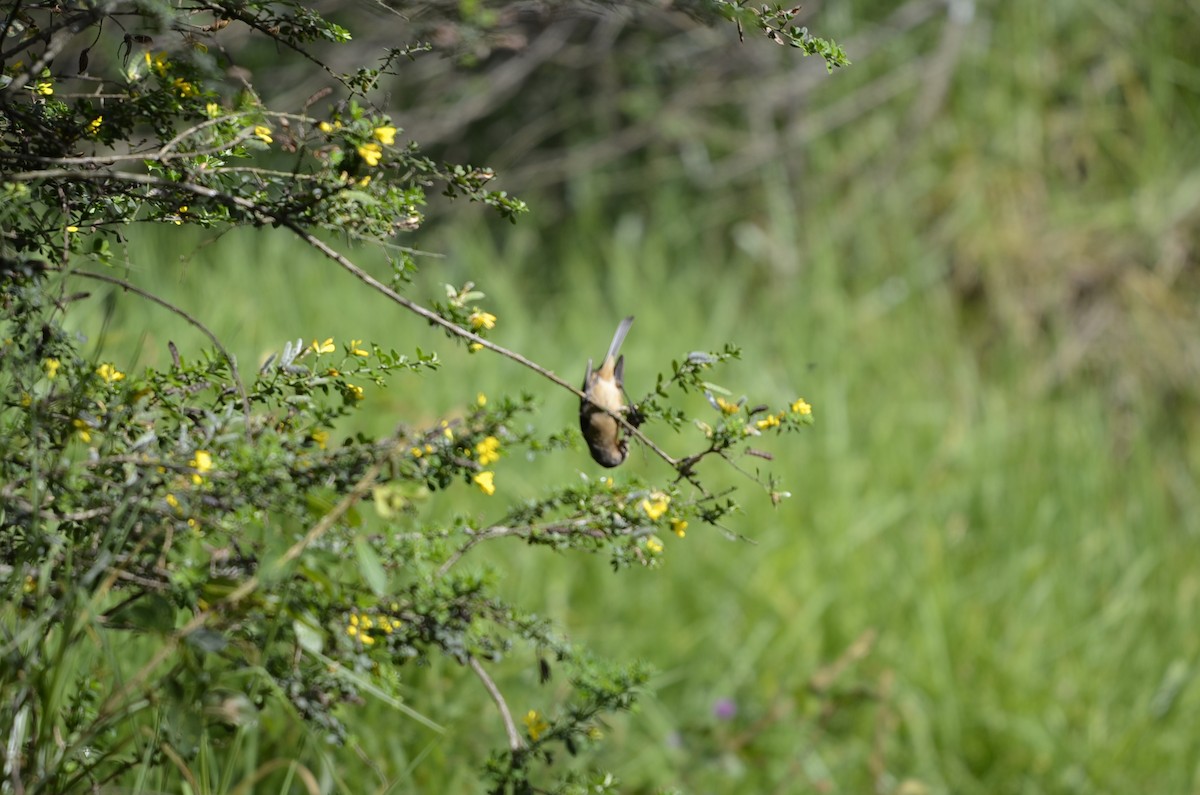 Cinereous Conebill - ML245386401