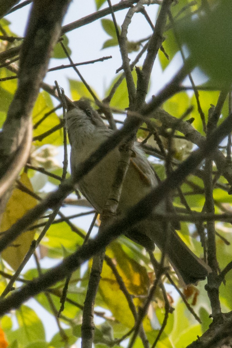 Burmese Yuhina - ML245386901