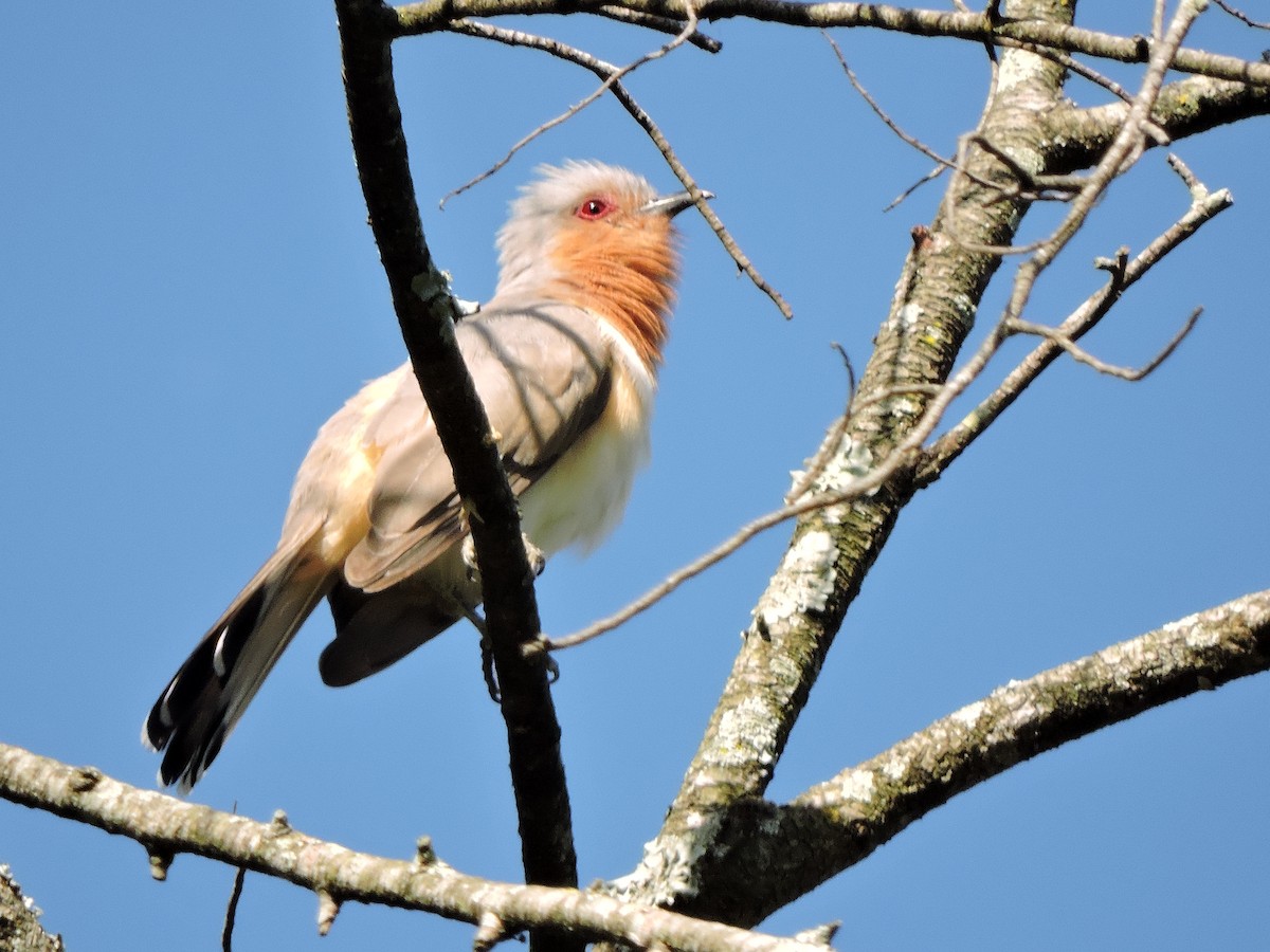 Dwarf Cuckoo - ML245387561