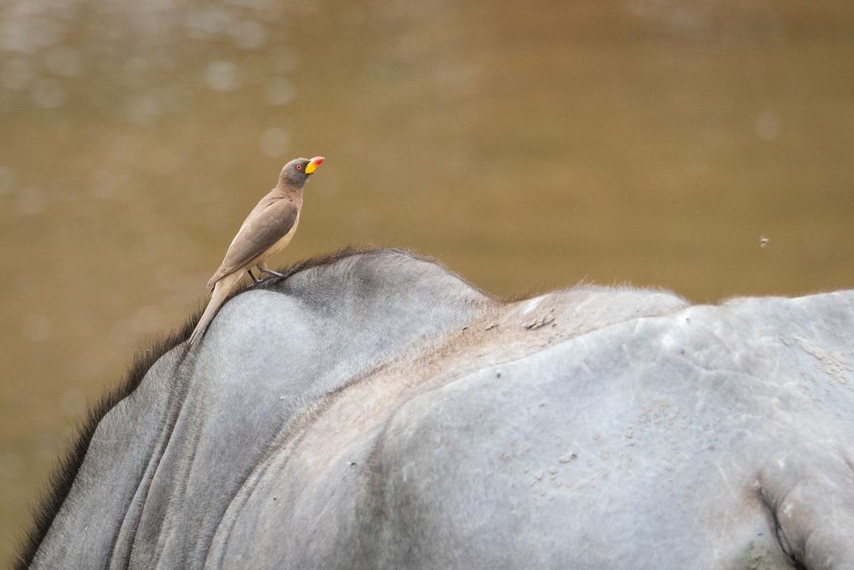 Yellow-billed Oxpecker - ML245389021