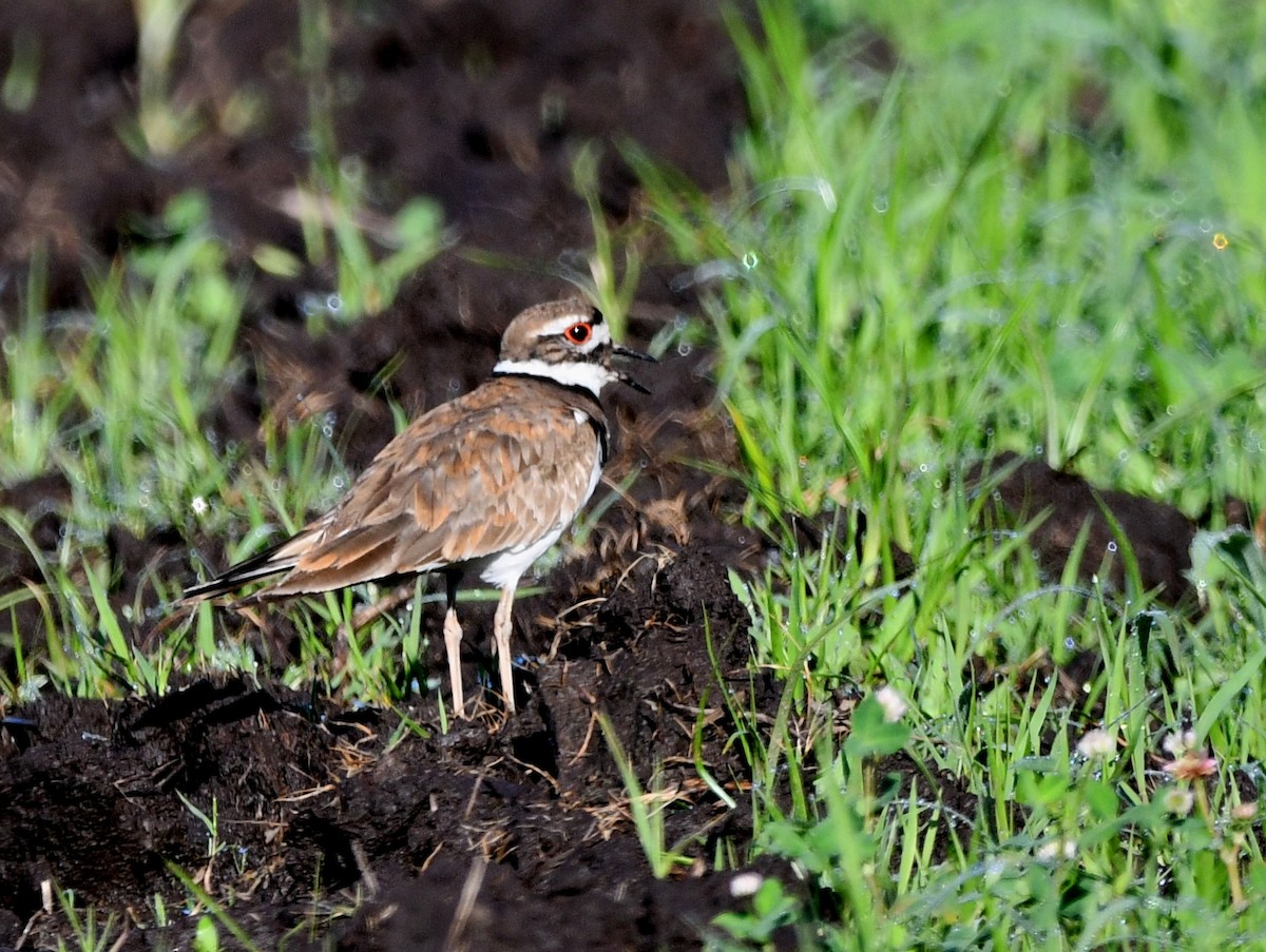 Killdeer - ML245389631