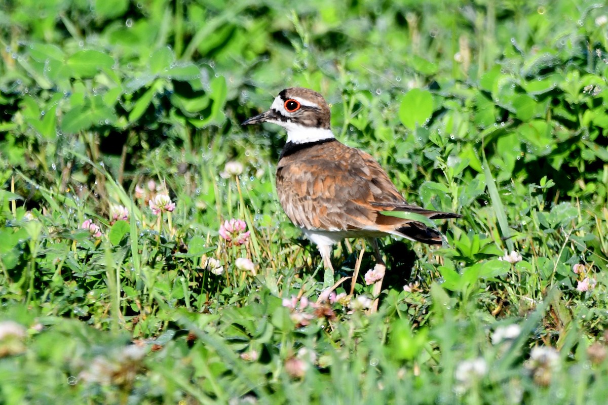 Killdeer - David Drews