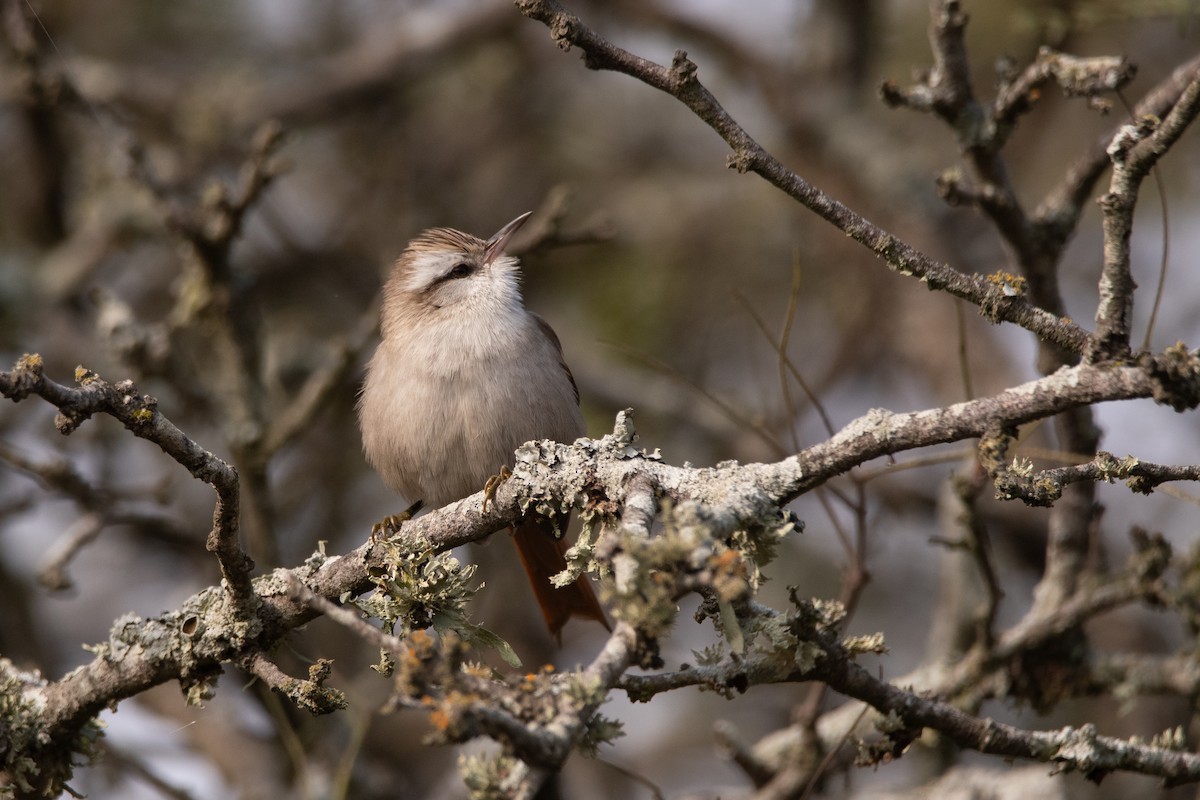 Stripe-crowned Spinetail - ML245390301