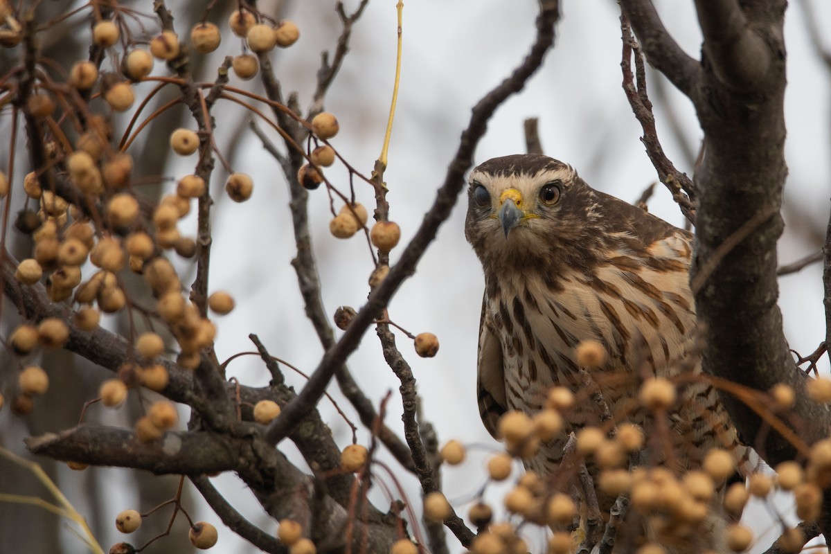 Roadside Hawk - Pablo Re