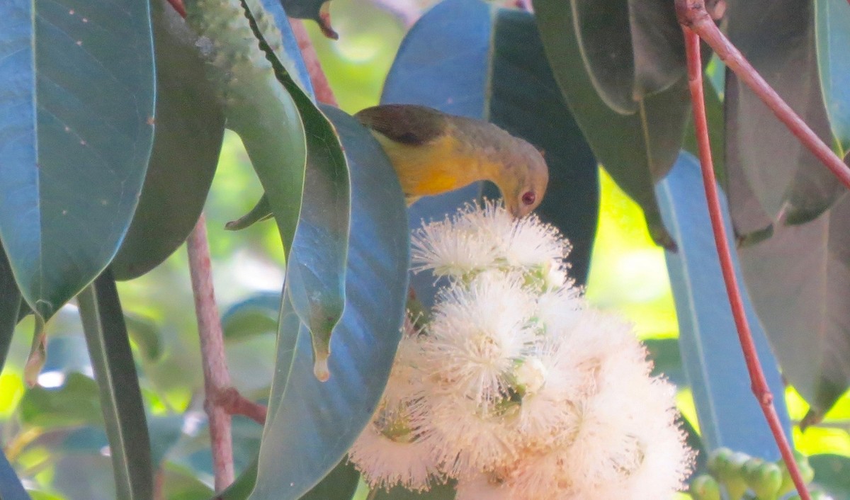 Brown-throated Sunbird - ML24539181