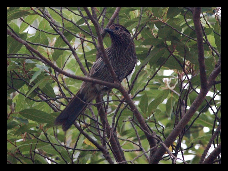 Striated Laughingthrush - ML245393091