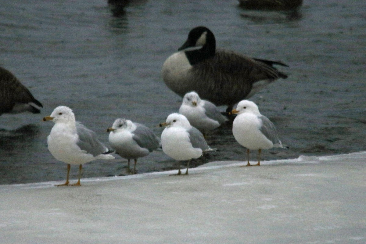 Ring-billed Gull - ML24539381