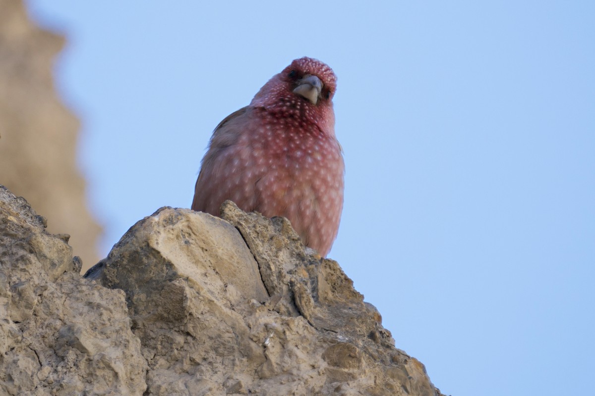 Great Rosefinch - ML245393841