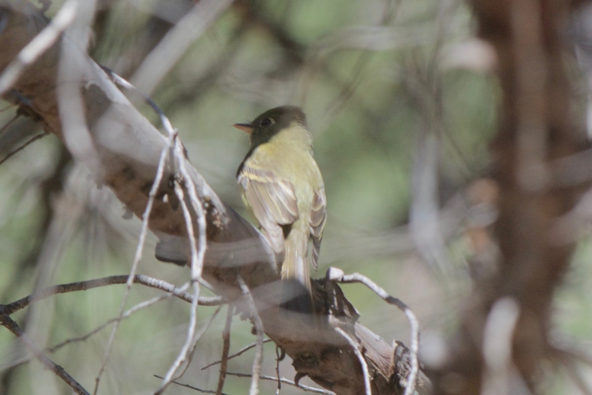 Western Flycatcher (Cordilleran) - ML245394231