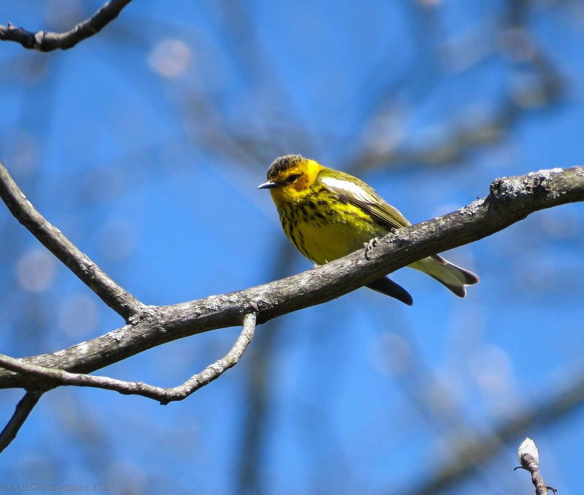 Cape May Warbler - ML245394621
