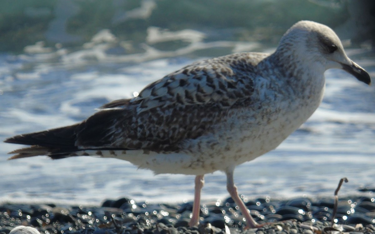 Yellow-legged Gull - Ed Stubbs