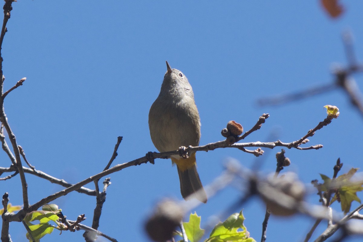 Colima Warbler - Cory Gregory