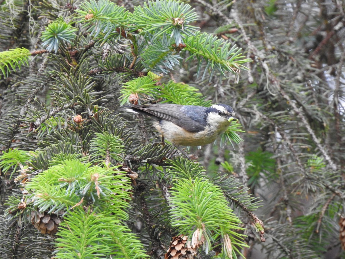 Red-breasted Nuthatch - ML245395981