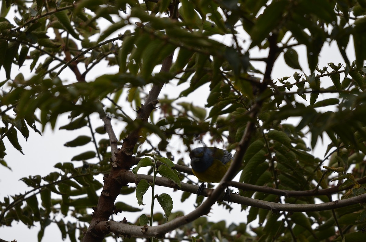 Blue-and-yellow Tanager - ML245398921