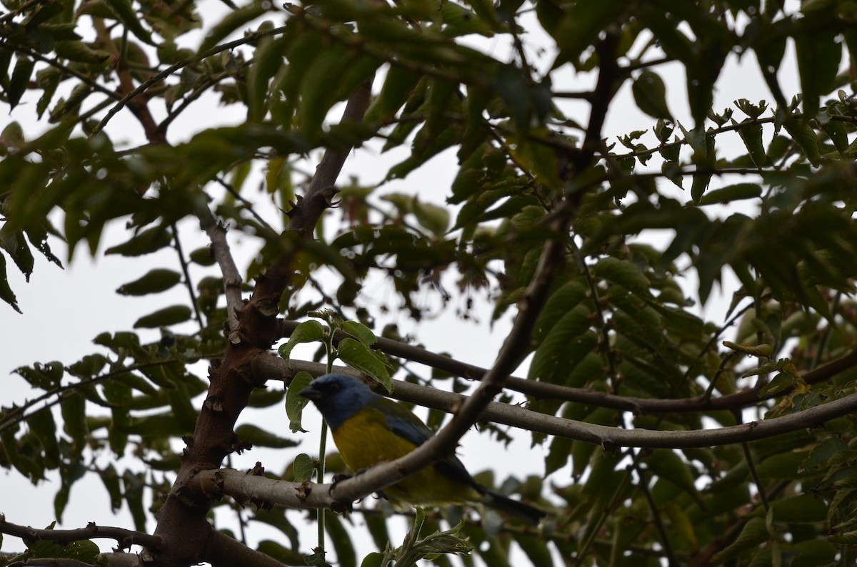 Blue-and-yellow Tanager - ML245399081