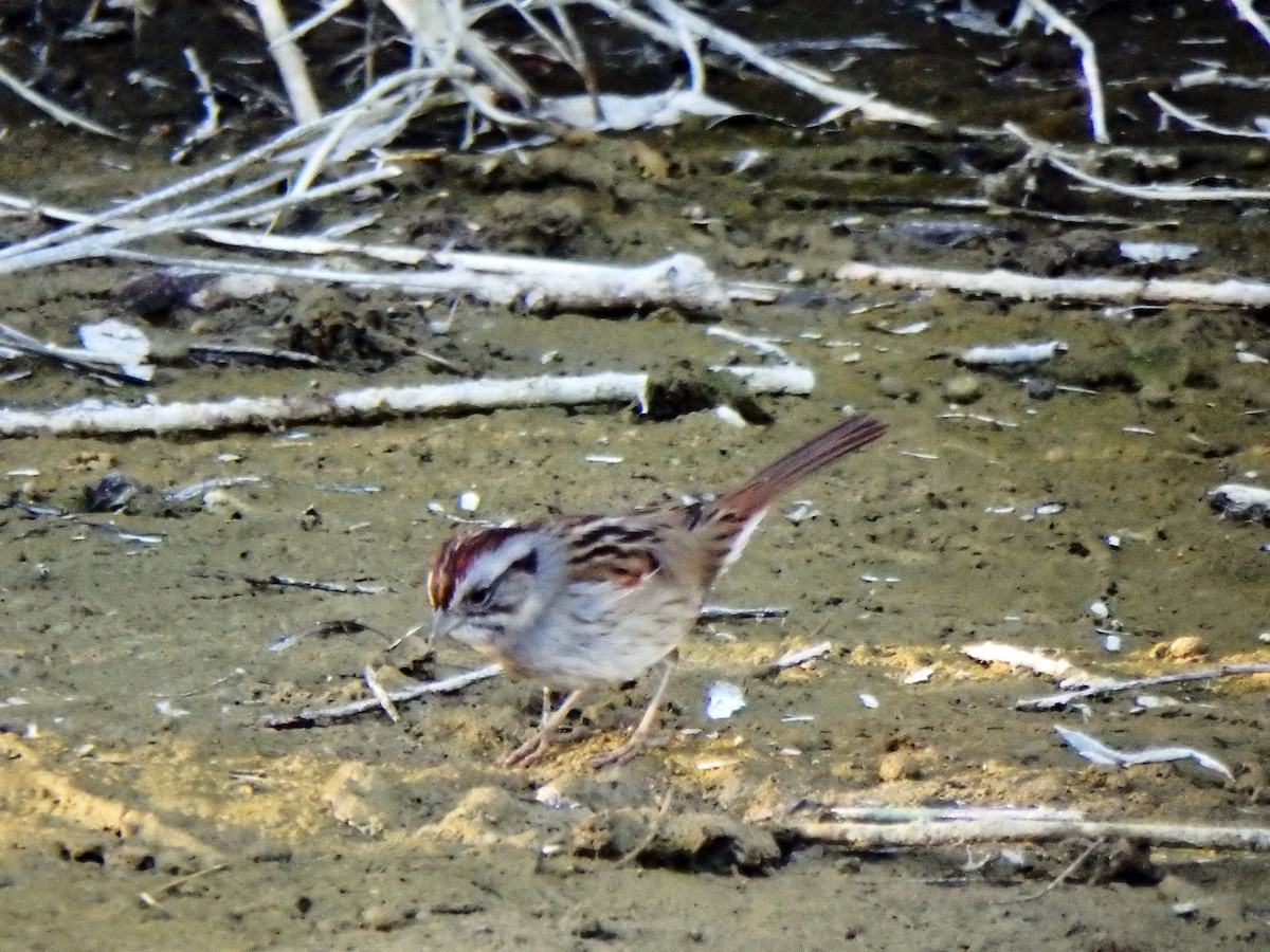 Swamp Sparrow - ML24540021