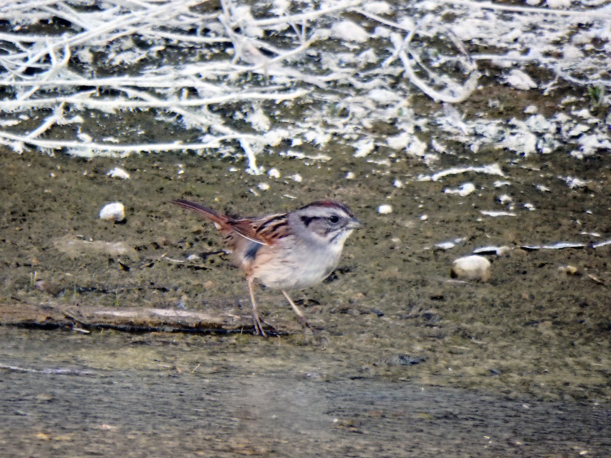 Swamp Sparrow - ML24540031