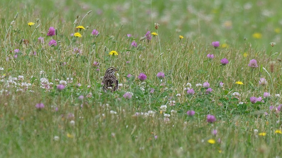 Savannah Sparrow - ML245402031