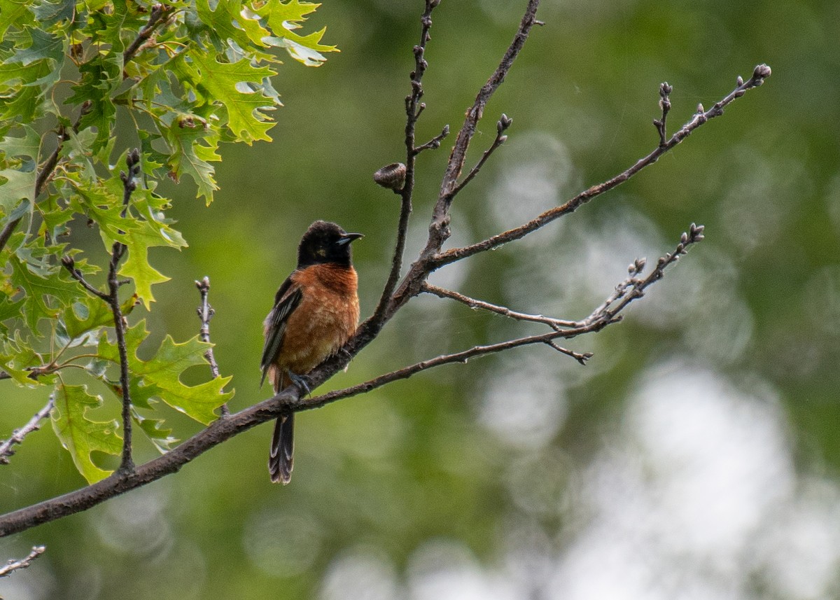 Orchard Oriole - ML245402321