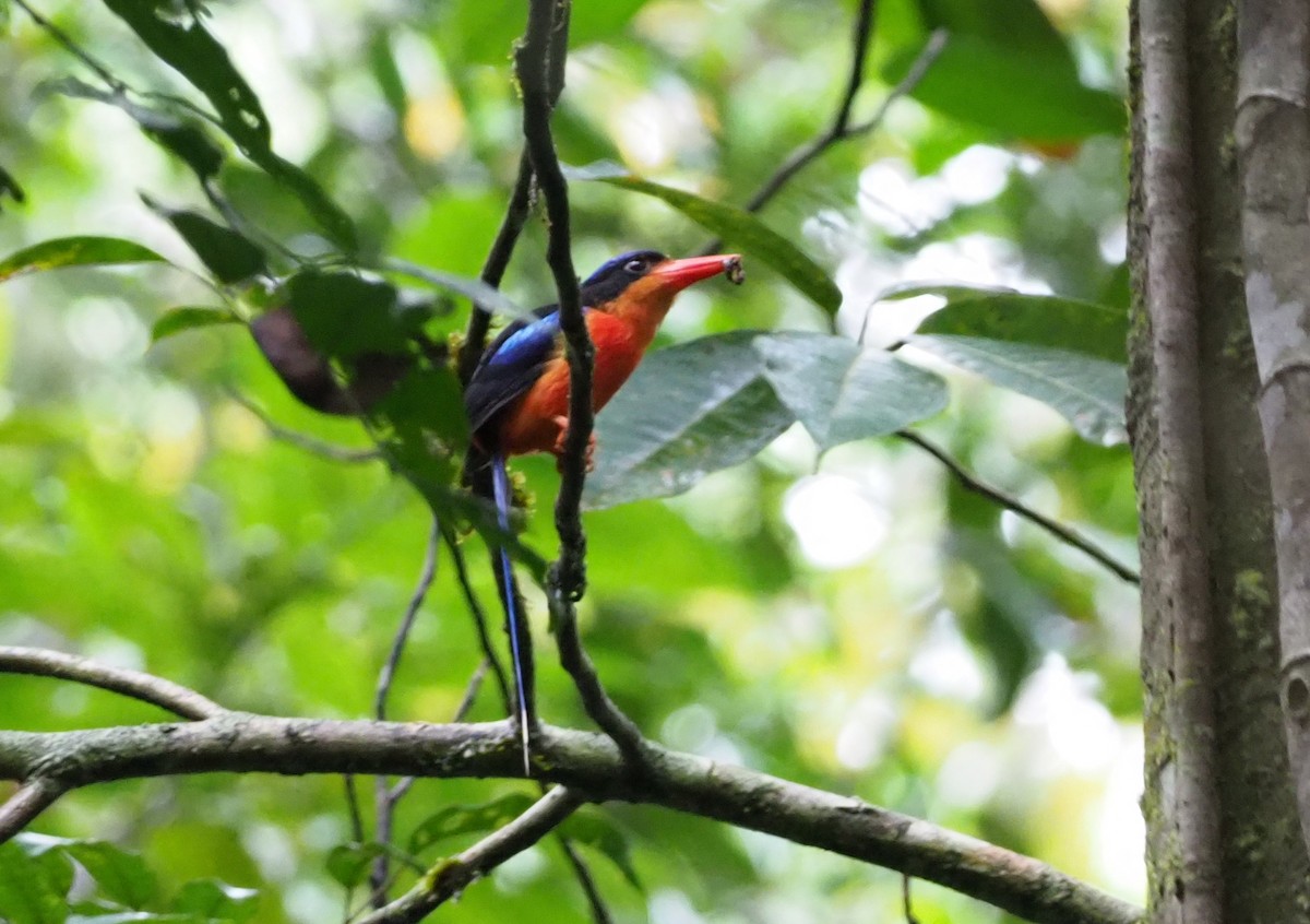 Red-breasted Paradise-Kingfisher - Stephan Lorenz