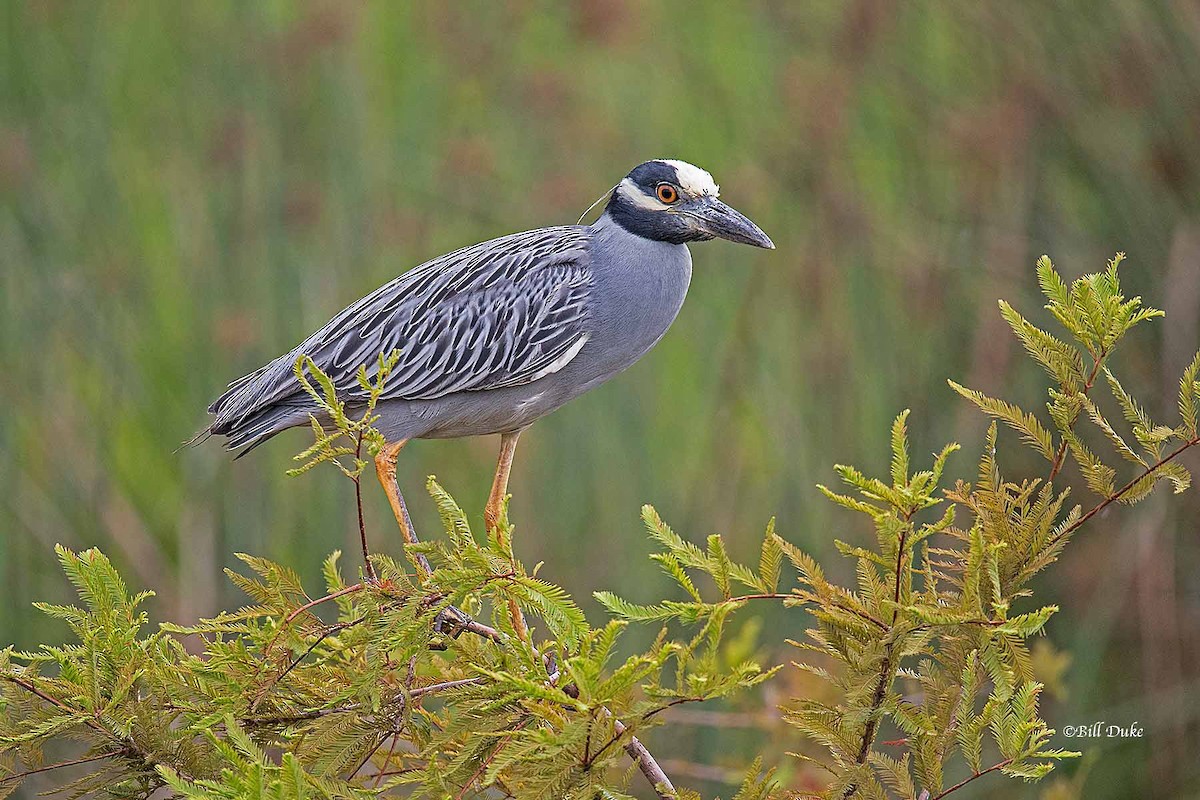 Yellow-crowned Night Heron - ML245402871