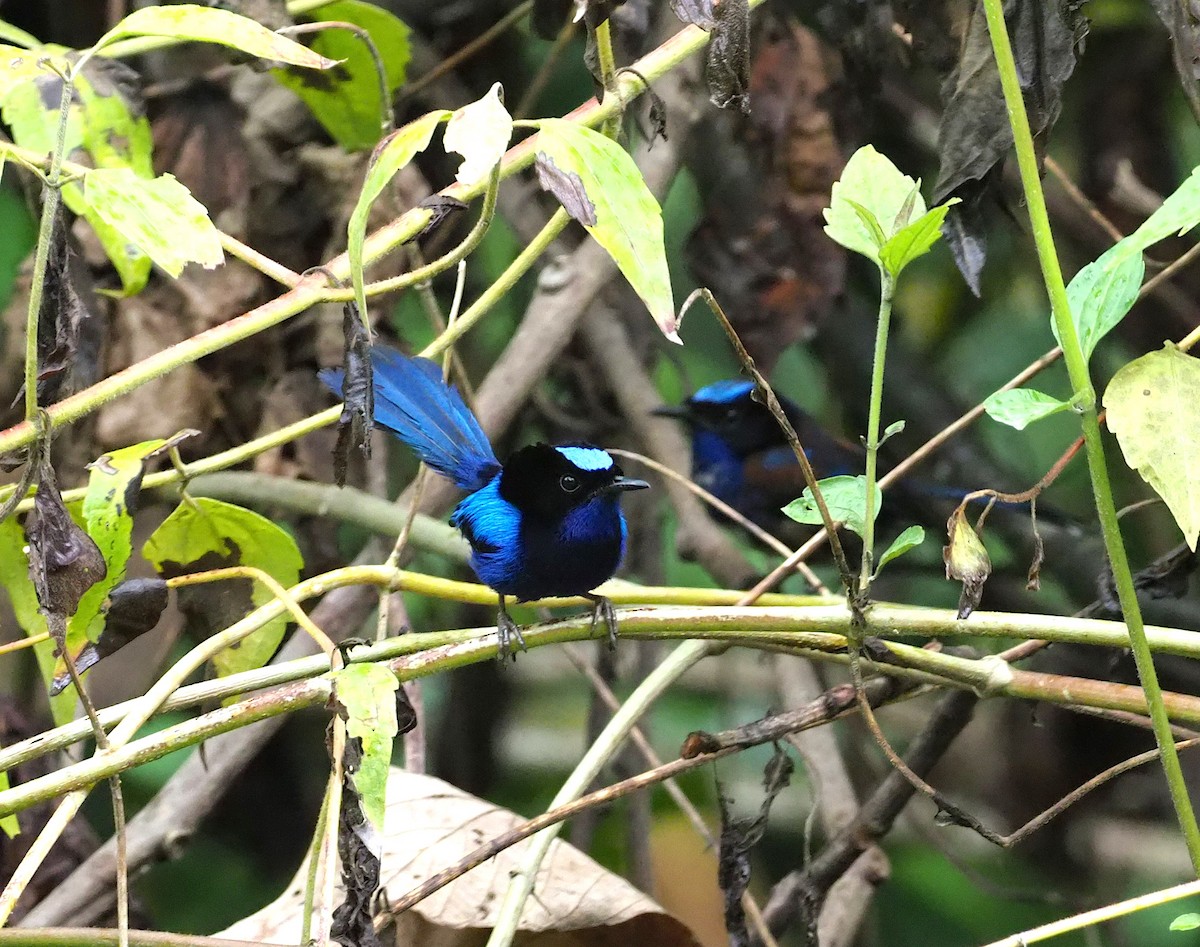 Emperor Fairywren - Stephan Lorenz