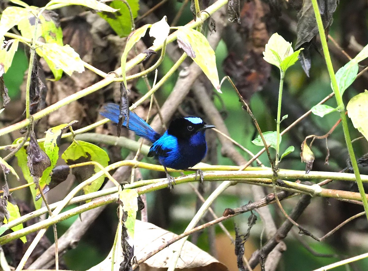 Emperor Fairywren - Stephan Lorenz